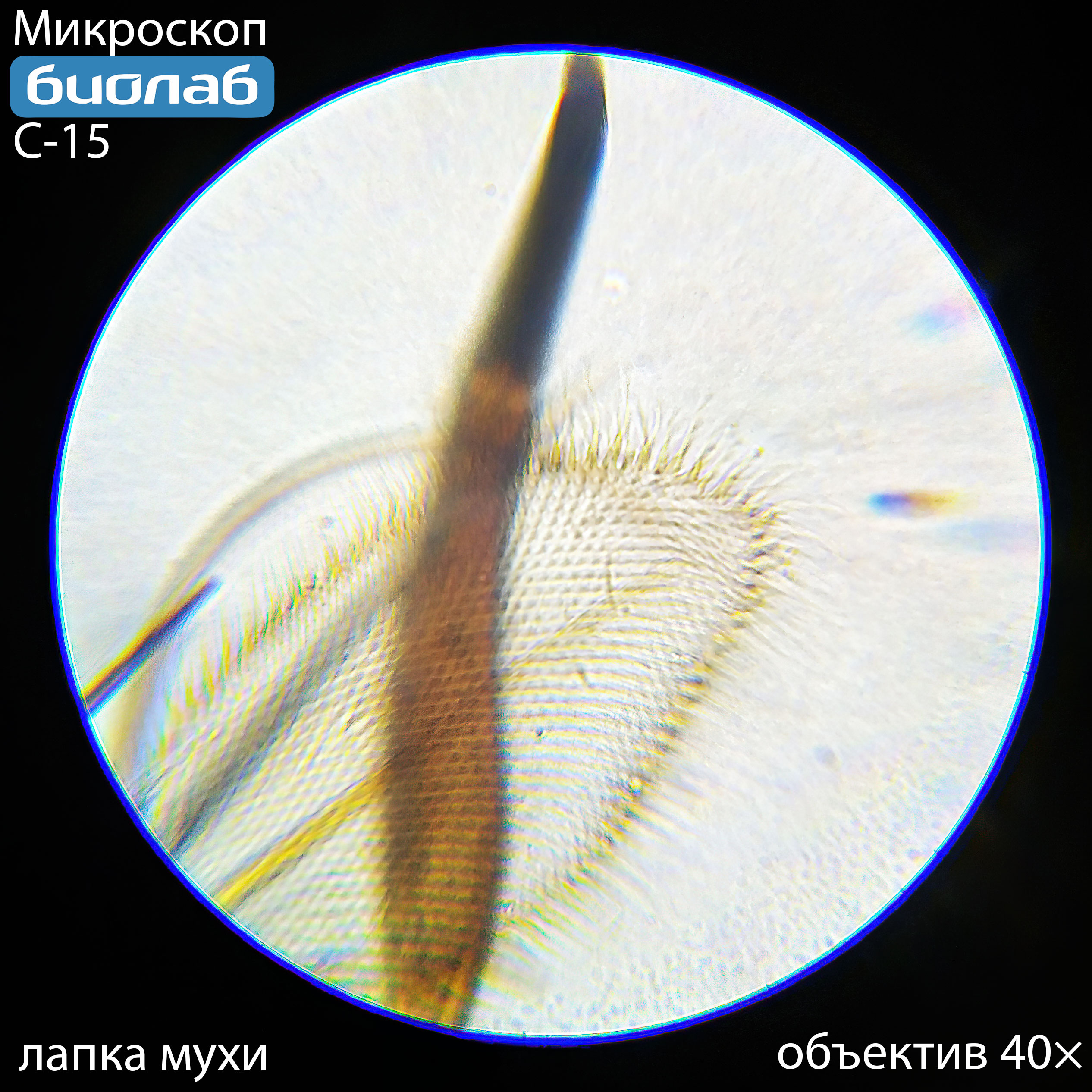 лапка мухи 40×