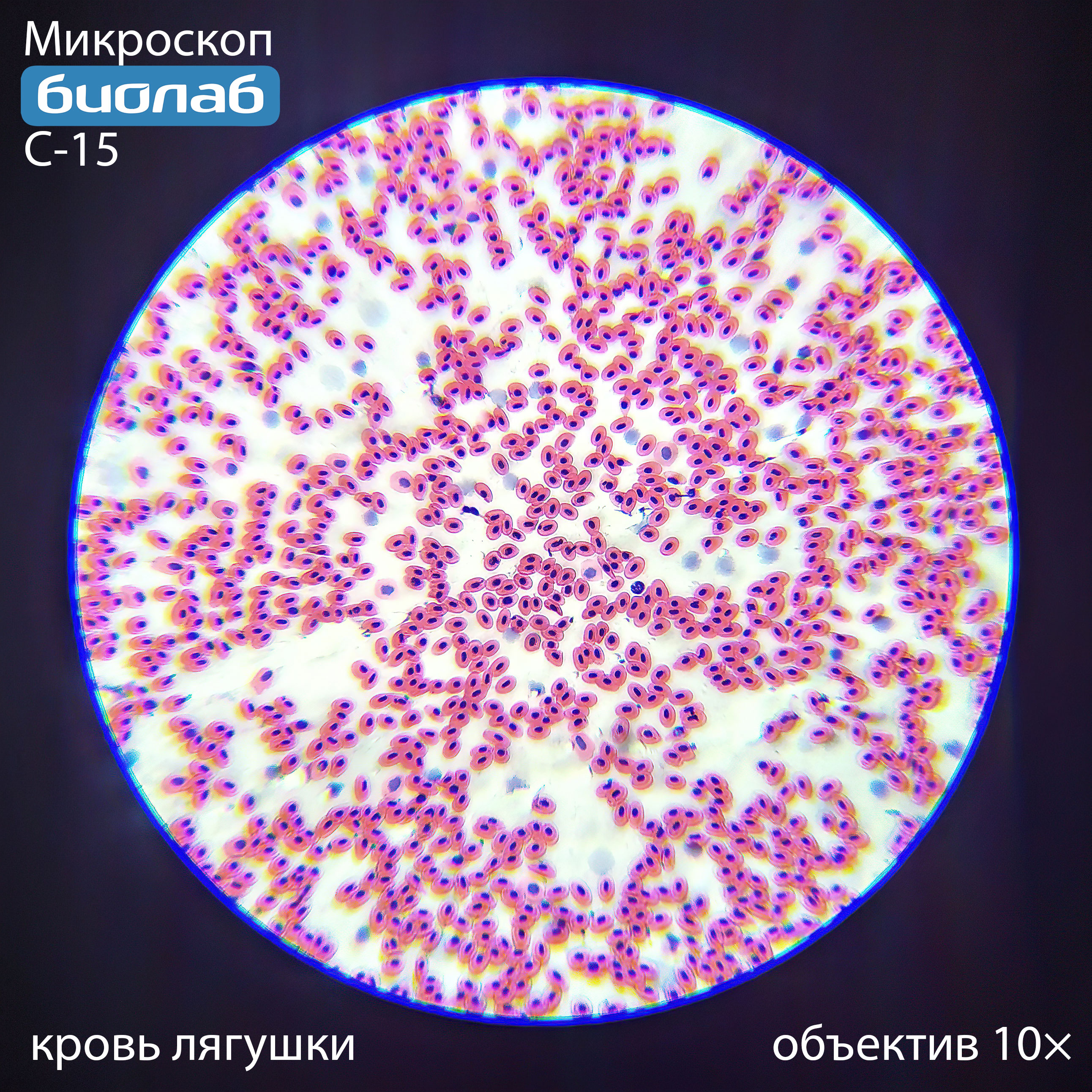 кровь лягушки 10×